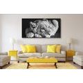 CANVAS PRINT OF A CUTE LION IN BLACK AND WHITE - BLACK AND WHITE PICTURES - PICTURES