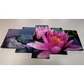 5-PIECE CANVAS PRINT PINK LOTUS FLOWER - PICTURES FLOWERS - PICTURES