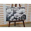 CANVAS PRINT FIELD OF WILD POPPIES IN BLACK AND WHITE - BLACK AND WHITE PICTURES - PICTURES