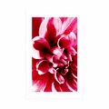 POSTER WITH MOUNT PINK FLOWER - FLOWERS - POSTERS