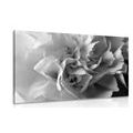 CANVAS PRINT CARNATION PETALS IN BLACK AND WHITE - BLACK AND WHITE PICTURES - PICTURES