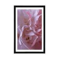 POSTER WITH MOUNT PETALS OF CARNATION - FLOWERS - POSTERS