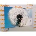 CANVAS PRINT DETAIL OF A DANDELION - PICTURES FLOWERS - PICTURES