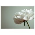 OBRAZ NĚŽNÁ BÍLÁ PIVOŇKA - OBRAZY KVĚTŮ - OBRAZY