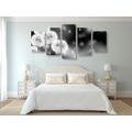 5-PIECE CANVAS PRINT FLUFFY DANDELION IN BLACK AND WHITE - BLACK AND WHITE PICTURES - PICTURES