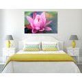 CANVAS PRINT BEAUTIFUL PINK FLOWER ON A LAKE - PICTURES FLOWERS - PICTURES