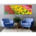 CANVAS PRINT GARDEN FULL OF TULIPS - PICTURES FLOWERS - PICTURES