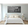 CANVAS PRINT HORSE ON A MEADOW IN BLACK AND WHITE - BLACK AND WHITE PICTURES - PICTURES