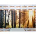 CANVAS PRINT SUNLIT FOREST - PICTURES OF NATURE AND LANDSCAPE - PICTURES