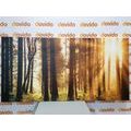 WANDBILD IN SONNENLICHT GETAUCHTER WALD - BILDER VON NATUR UND LANDSCHAFT - BILDER