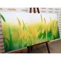 CANVAS PRINT GRASS BLADES IN GREEN DESIGN - PICTURES OF NATURE AND LANDSCAPE - PICTURES