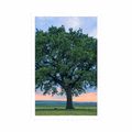 POSTER LONELY OAK - NATURE - POSTERS