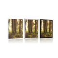 POSTER SUNLIT FOREST - NATURE - POSTERS