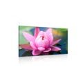 CANVAS PRINT BEAUTIFUL PINK FLOWER ON A LAKE - PICTURES FLOWERS - PICTURES
