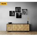 CANVAS PRINT SET WILD ANIMALS IN BLACK AND WHITE - SET OF PICTURES - PICTURES
