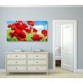 CANVAS PRINT POPPY FLOWERS IN A MEADOW - PICTURES FLOWERS - PICTURES