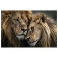 OBRAZ LVÍ LÁSKA V DIVOČINĚ - OBRAZY LVI A TYGŘI - OBRAZY