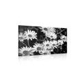 CANVAS PRINT DAISIES IN A GARDEN IN BLACK AND WHITE - BLACK AND WHITE PICTURES - PICTURES