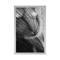 POSTER BEAUTIFUL DANDELION IN BLACK AND WHITE - BLACK AND WHITE - POSTERS