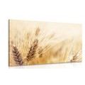 CANVAS PRINT WHEAT FIELD - PICTURES OF NATURE AND LANDSCAPE - PICTURES