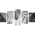 5-PIECE CANVAS PRINT DANDELION IN BLACK AND WHITE - BLACK AND WHITE PICTURES - PICTURES