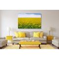 CANVAS PRINT YELLOW FIELD - PICTURES OF NATURE AND LANDSCAPE - PICTURES