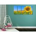 5-PIECE CANVAS PRINT FIELD OF SUNFLOWERS - PICTURES FLOWERS - PICTURES