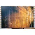 CANVAS PRINT SUN BEHIND THE TREES - PICTURES OF NATURE AND LANDSCAPE - PICTURES