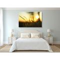 CANVAS PRINT SUNSET IN THE GRASS - PICTURES OF NATURE AND LANDSCAPE - PICTURES