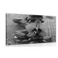 WANDBILD ORCHIDEE UND ZEN-STEINE IN SCHWARZ-WEISS - SCHWARZ-WEISSE BILDER - BILDER