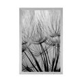 POSTER DANDELION SEEDS IN BLACK AND WHITE - BLACK AND WHITE - POSTERS