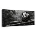WANDBILD RUHIGER PANDA IN DER NATUR - BILDER TIERE - BILDER