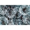 CANVAS PRINT DANDELION WITH ABSTRACT ELEMENTS - PICTURES FLOWERS - PICTURES