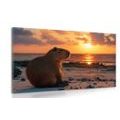 WANDBILD CAPYBARA BEIM SONNENUNTERGANG - DOVIDO CHALLENGE - BILDER