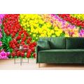 SELF ADHESIVE WALL MURAL GARDEN FULL OF TULIPS - SELF-ADHESIVE WALLPAPERS - WALLPAPERS