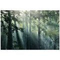 SELBSTKLEBENDE FOTOTAPETE SONNENSTRAHLEN IM NEBLIGEN WALD - SELBSTKLEBENDE TAPETEN - TAPETEN