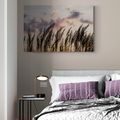 CANVAS PRINT BLADES OF FIELD GRASS - PICTURES OF NATURE AND LANDSCAPE - PICTURES