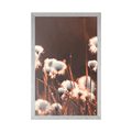 POSTER COTTON GRASS - NATURE - POSTERS