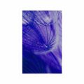 POSTER BEAUTIFUL DANDELION IN PURPLE DESIGN - FLOWERS - POSTERS