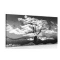 CANVAS PRINT BLACK AND WHITE TREE COVERED IN CLOUDS - BLACK AND WHITE PICTURES - PICTURES