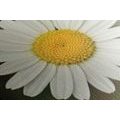 TABLEAU SUR TOILE – FLEUR DE MARGUERITE - TABLEAUX DE FLEURS - TABLEAUX