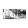 5-PIECE CANVAS PRINT FLUFFY DANDELION IN BLACK AND WHITE - BLACK AND WHITE PICTURES - PICTURES