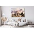 CANVAS PRINT BLADES OF FIELD GRASS - PICTURES OF NATURE AND LANDSCAPE - PICTURES