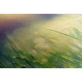 CANVAS PRINT MEADOW DEW - PICTURES OF NATURE AND LANDSCAPE - PICTURES