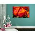 CANVAS PRINT BEAUTIFUL TULIPS IN A MEADOW - PICTURES FLOWERS - PICTURES