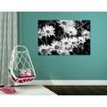 CANVAS PRINT DAISIES IN A GARDEN IN BLACK AND WHITE - BLACK AND WHITE PICTURES - PICTURES