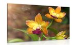 Obrazy orchidea