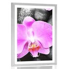 Orchidea