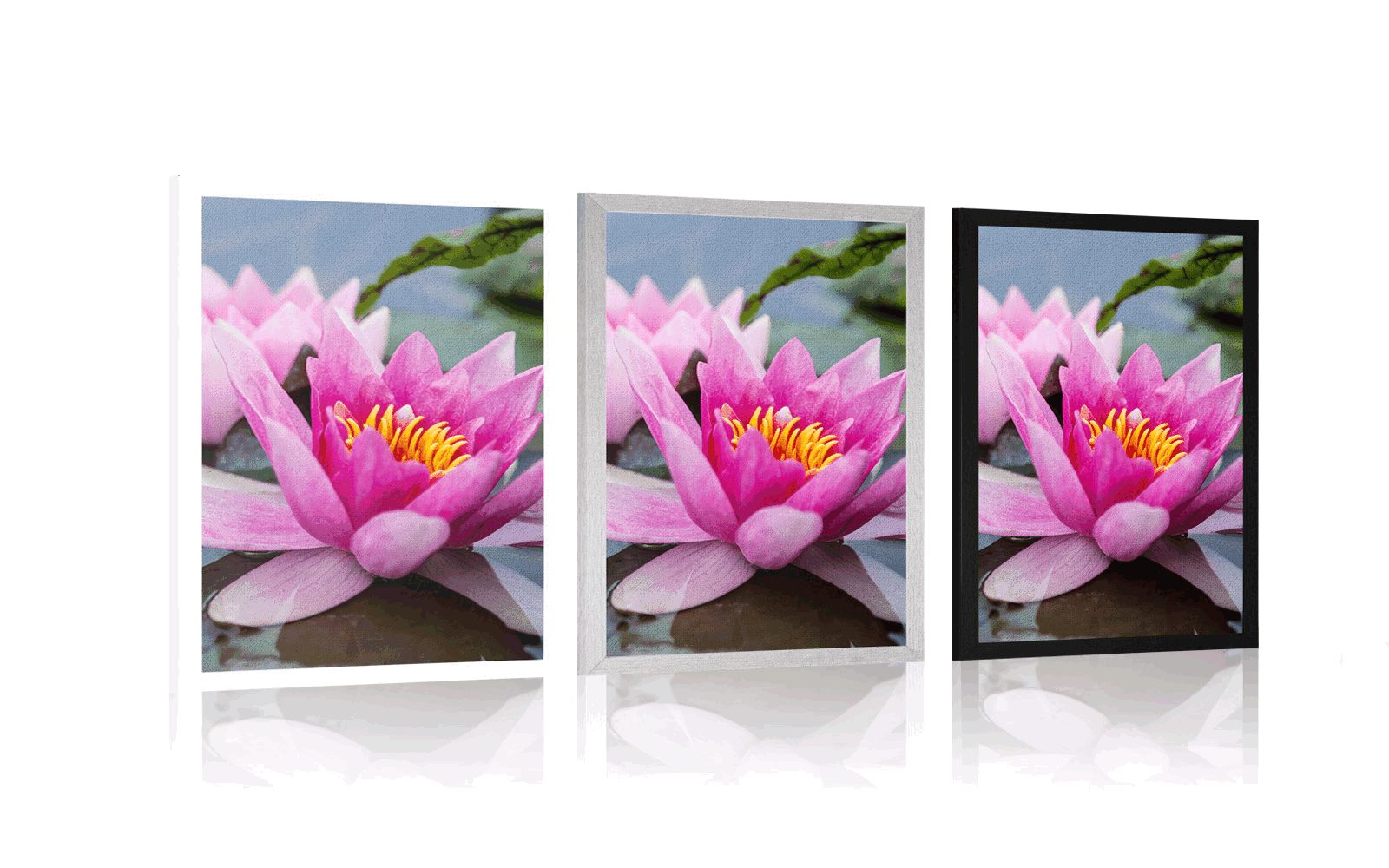 Lotus Roz Poster floare roz de lotus | Dovido.ro