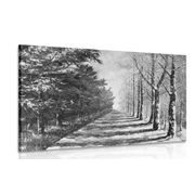 CANVAS PRINT AUTUMN AVENUE OF TREES IN BLACK AND WHITE - BLACK AND WHITE PICTURES - PICTURES